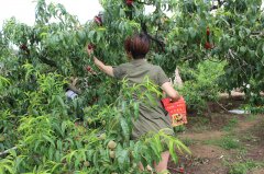 “蟠桃”盛會(huì)：你來采呀，我來吃（圖）